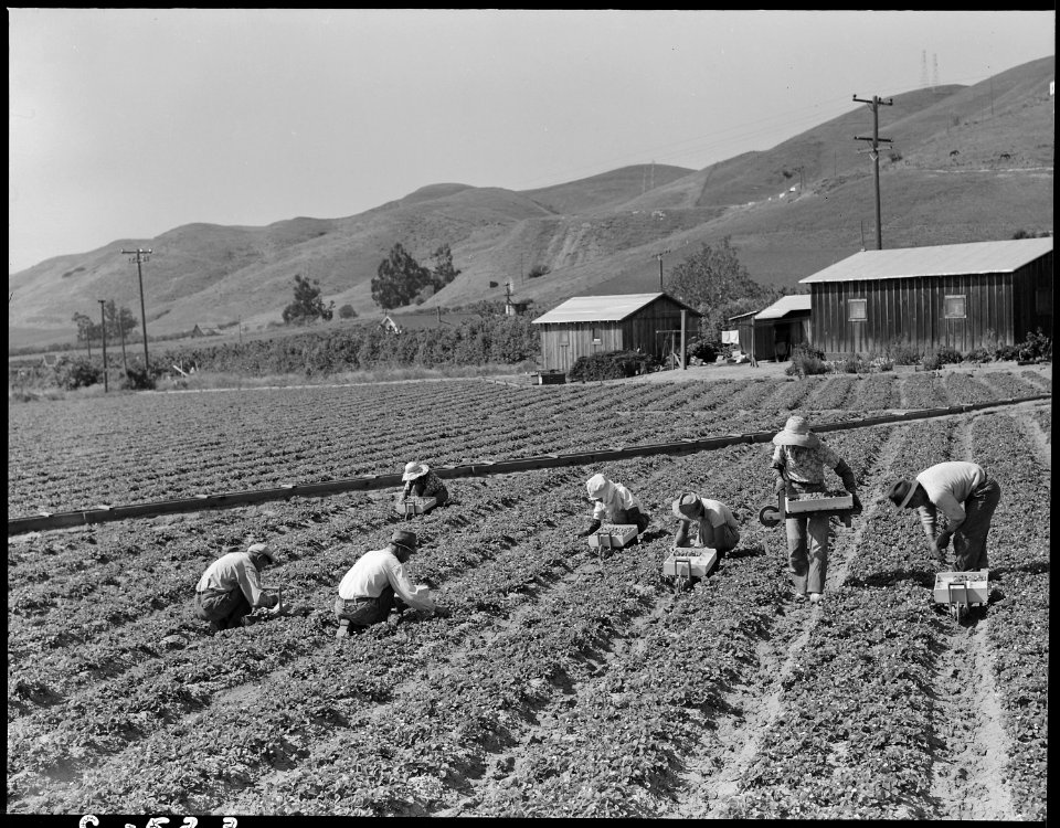 Near Mission San Jose, California. Family of Japanese ancestry laboring in their strawberry field a . . . - NARA - 537837