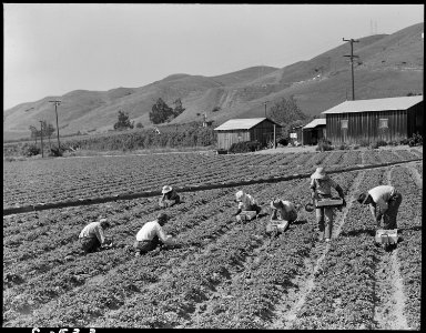 Near Mission San Jose, California. Family of Japanese ancestry laboring in their strawberry field a . . . - NARA - 537837 photo