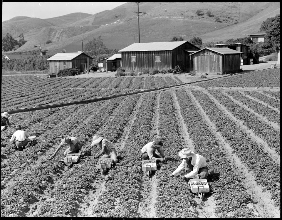 Near Mission San Jose, California. Family of Japanese ancestry laboring in their strawberry field a . . . - NARA - 537839