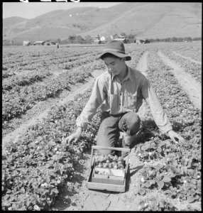 Near Mission San Jose, California. Picking strawberries a few days before evacuation of residents o . . . - NARA - 536444