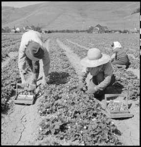 Near Mission San Jose, California. This family of Japanese ancestry have but a few days to work in . . . - NARA - 536443