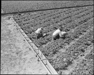 Near Mission San Jose, California. Members of farm families of Japanese ancestry in their strawberr . . . - NARA - 537662 photo