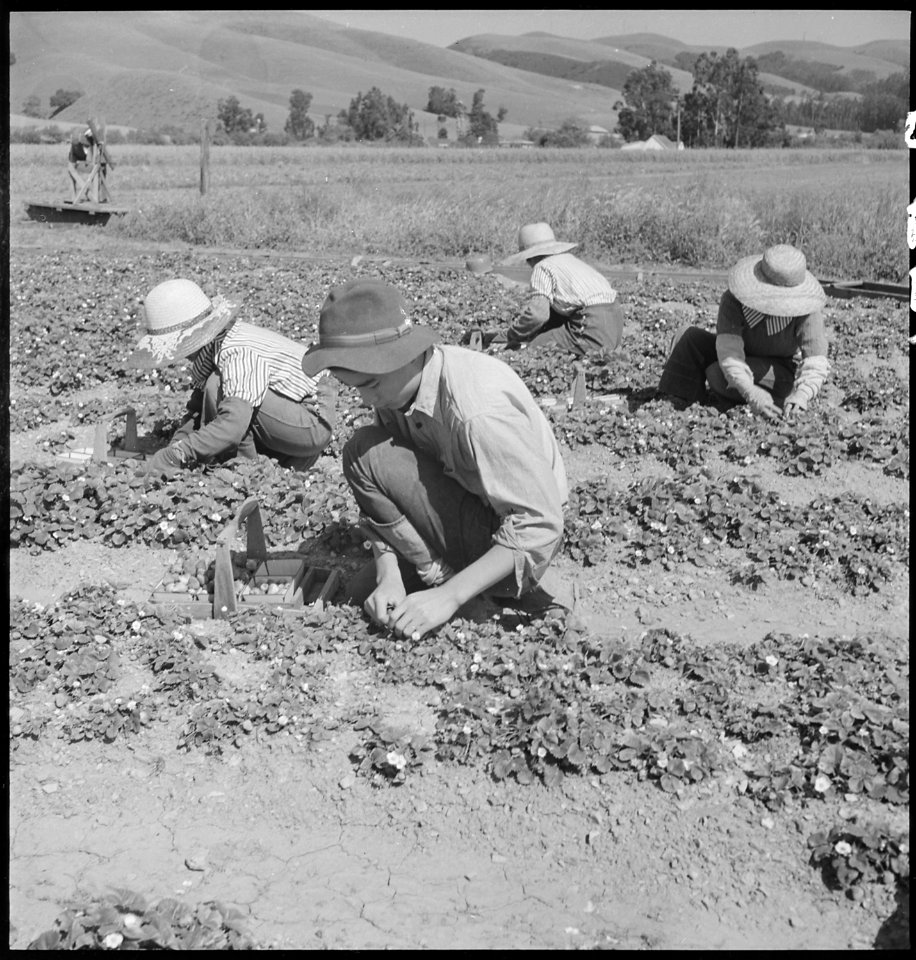 Near Mission San Jose, California. This family of Japanese ancestry have but a few more days to wor . . . - NARA - 536442