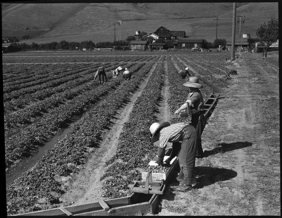 Near Mission San Jose, Santa Clara County, California. Family labor in strawberry field at opening . . . - NARA - 537548