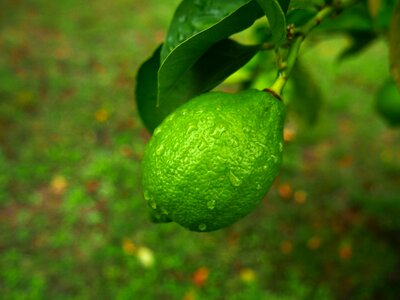 Fruit tree green lemon photo