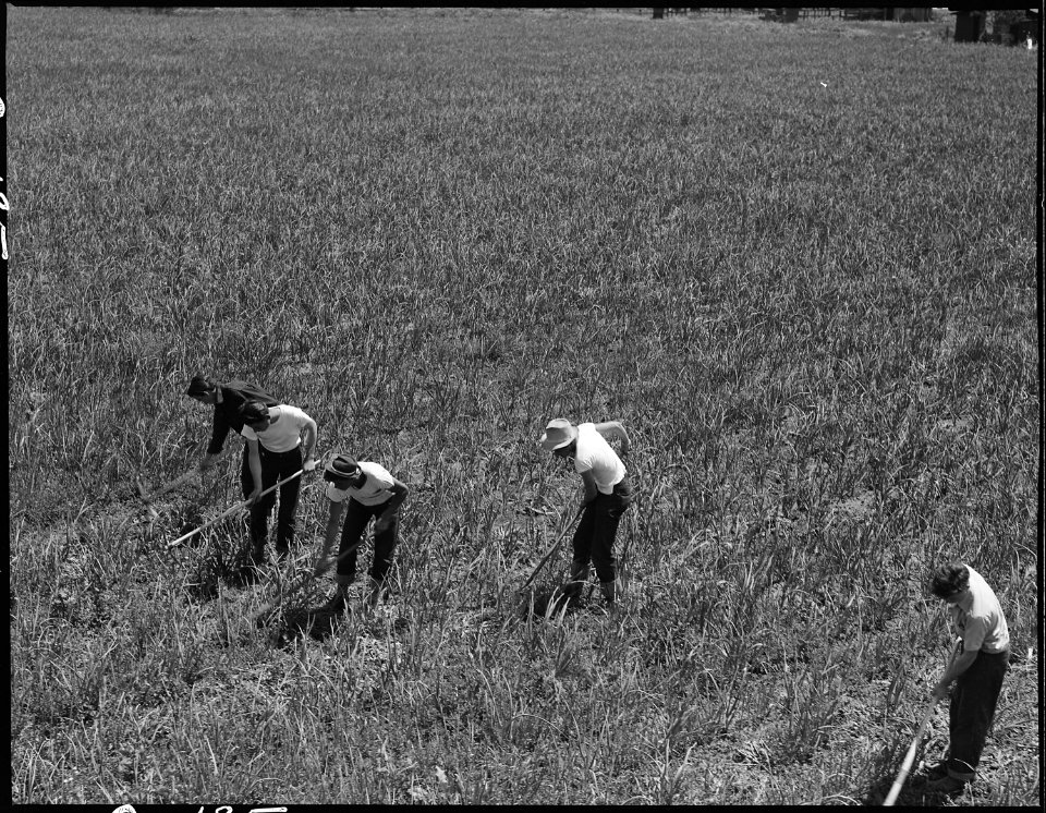 Near San Lorenzo, California. Victory Corps weeding garlic field. Thirty- seven high school have . . . - NARA - 537534
