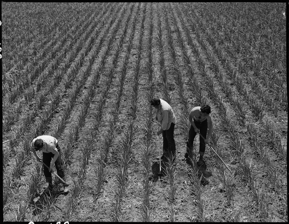Near San Lorenzo, California. Victory Corps weeding garlic field. Thirty-seven high school boys . . . - NARA - 537537