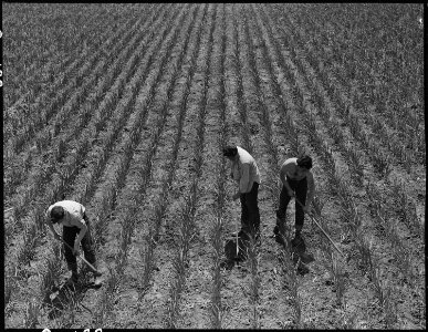 Near San Lorenzo, California. Victory Corps weeding garlic field. Thirty-seven high school boys . . . - NARA - 537537