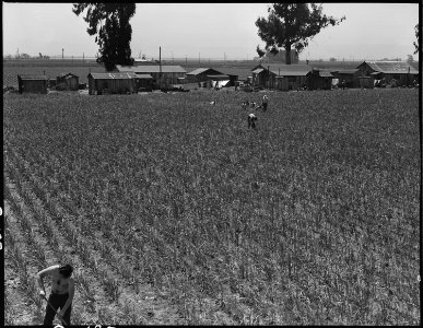 Near San Lorenzo, California. Victory Corps weeding garlic field. Thirty-seven high school boys . . . - NARA - 537536