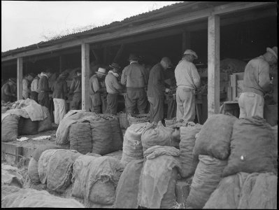 Near Stockton, California. Laborers of Japanese descent cutting potato seed on a large -scale ranch . . . - NARA - 537663