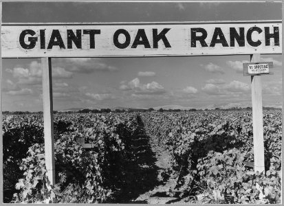Near Visalia Tulare County, California. Large-scale vineyard owned by absentee farm corporation. - NARA - 521713
