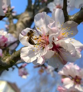 Bee flowers spring photo