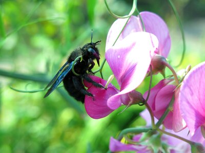 Insect leaf pea collect nectar photo