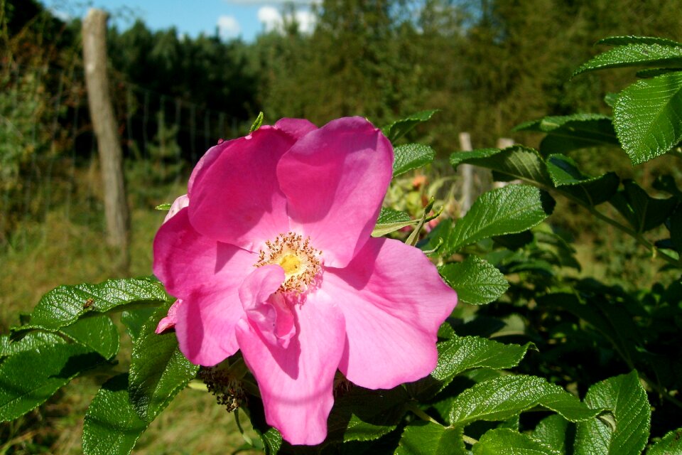 Rose petals nature full bloom