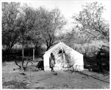 Near Buckeye, Maricopa County, Arizona. (African-American) cotton pickers plant in brush. - NARA - 522043