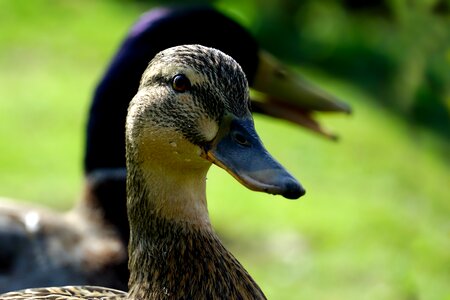 Animal duck mallard photo