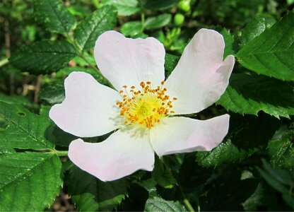 Rosa white wild