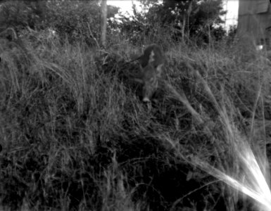 Neg 13746 Kaudern, Suddigt djur Bild 21748 1 (nagativkuvert). Madagaskar - SMVK - 021748