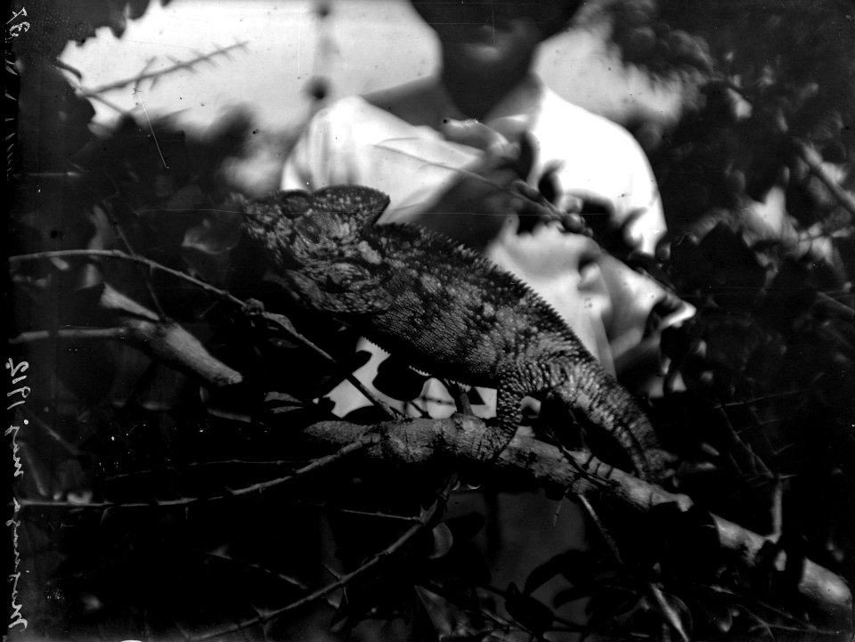 Neg 13743 Bild 21745 Kameleont från västsidan (Cameleon verruessus) 9 cm 37. Madagaskar - SMVK - 021745