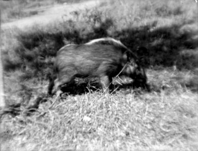Neg. 13738. Kaudern, suddigt svin. Bild 21740. Madagaskar - SMVK - 021740