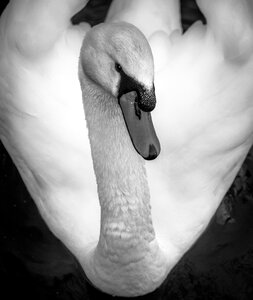 Black and white bird aquatic