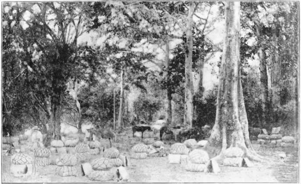 Near Juntas de Apulo, mule resting