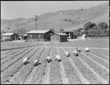 Near Mission San Jose, California. Family of Japanese ancestry laboring in their strawberry field a . . . - NARA - 536478 photo