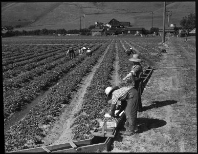 Near Mission San Jose, Santa Clara County, California. Family labor in strawberry field at opening . . . - NARA - 537548