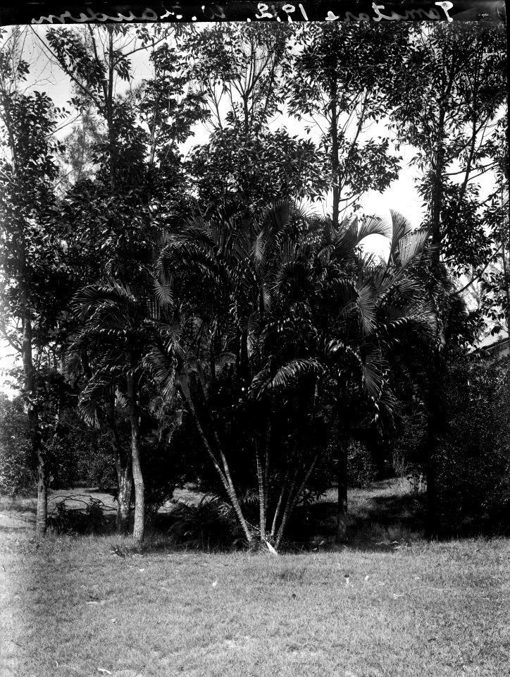 Neg.nr 13751 Bild.nr 21753 Kaudern (papper under negativkuvert) Datum 1912 - SMVK - 021753
