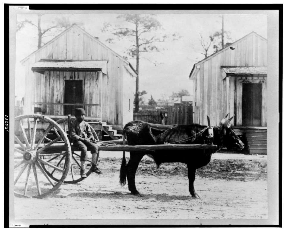 Negro ox-team, Thomasville, Geo. LCCN00650895