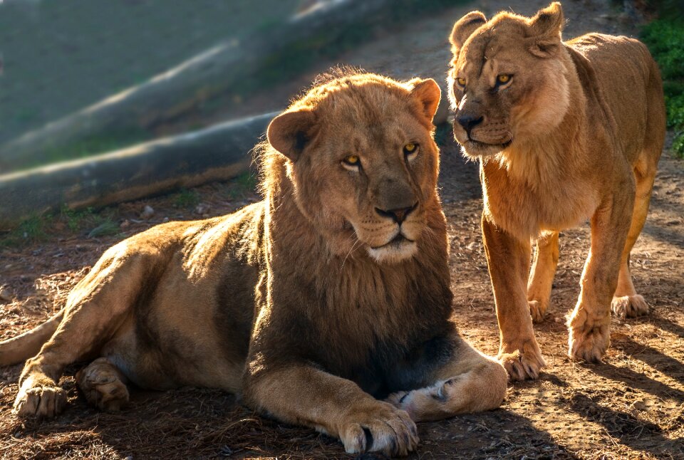 Wild africa couple photo