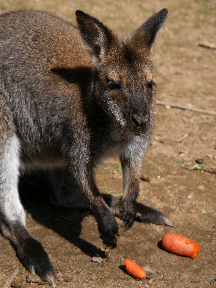 Reynou france park animal