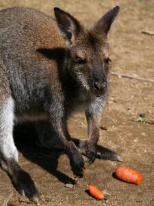 Reynou france park animal