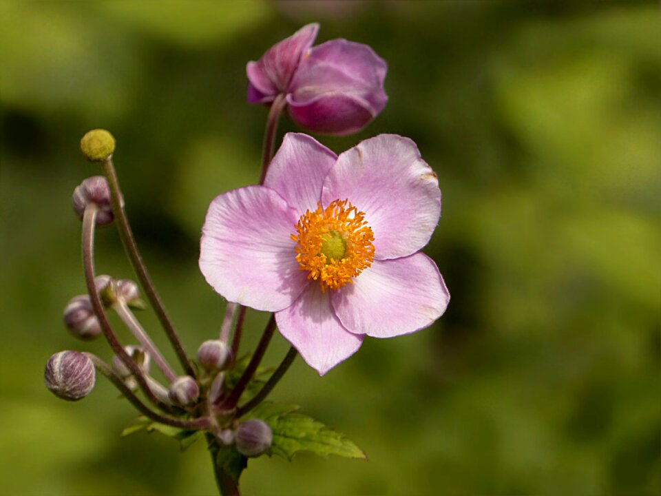 Anemone fall anemone hupehensis summer