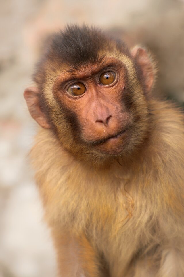 Monkey primary baby