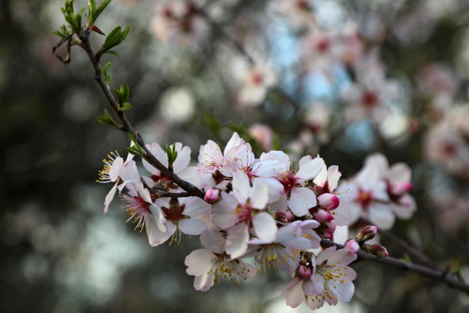 Nature blooming bud photo