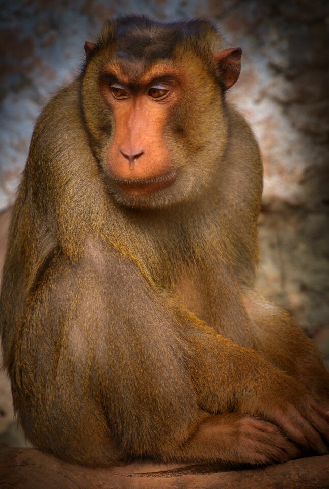 Seated africa animal