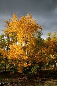 Birch golden autumn fall colors photo