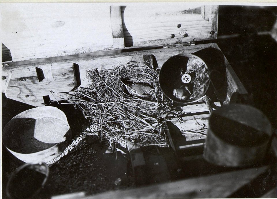 Nest im jungen Bachstelzen im Schrapnellhülsenverschlag c) (BildID 15729360)