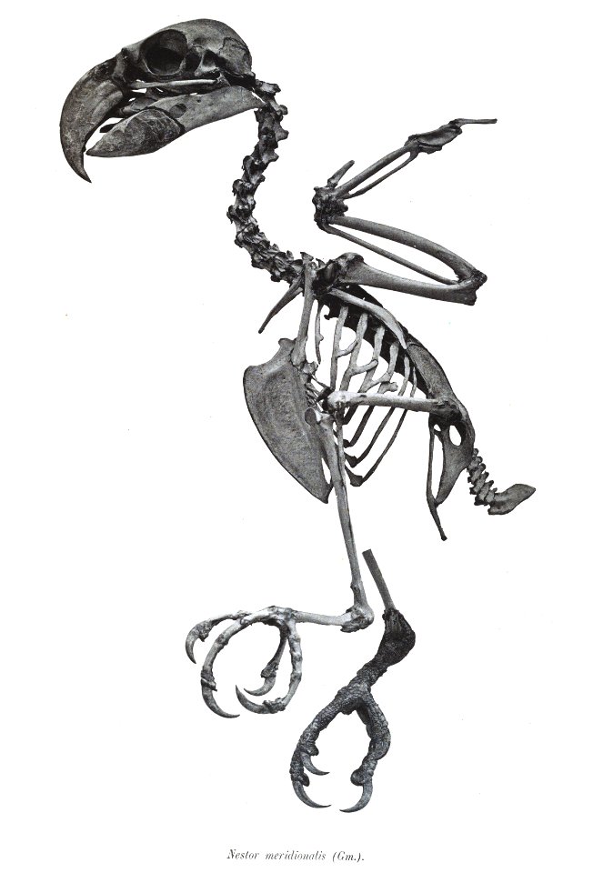 Nestor meridionalis 23