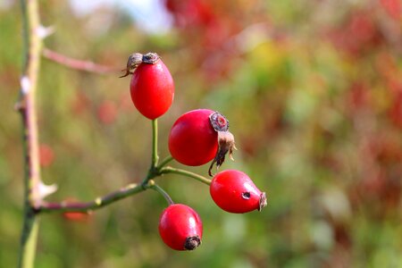 Vitamin c plant nature