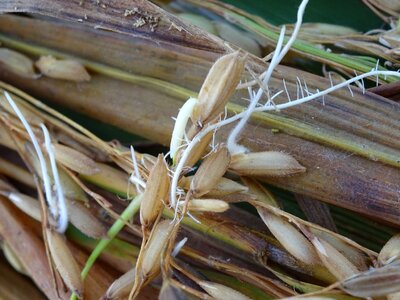 Germinating seed root brown rice