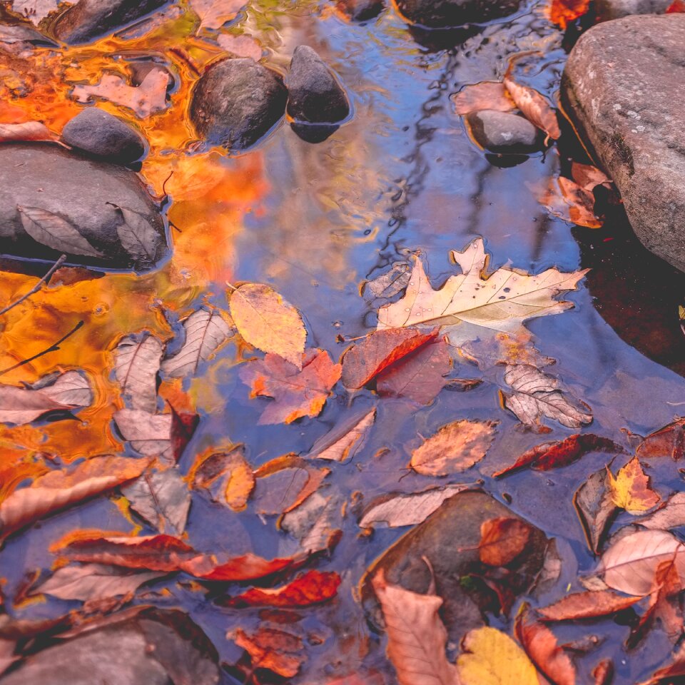 Nature leaves fall