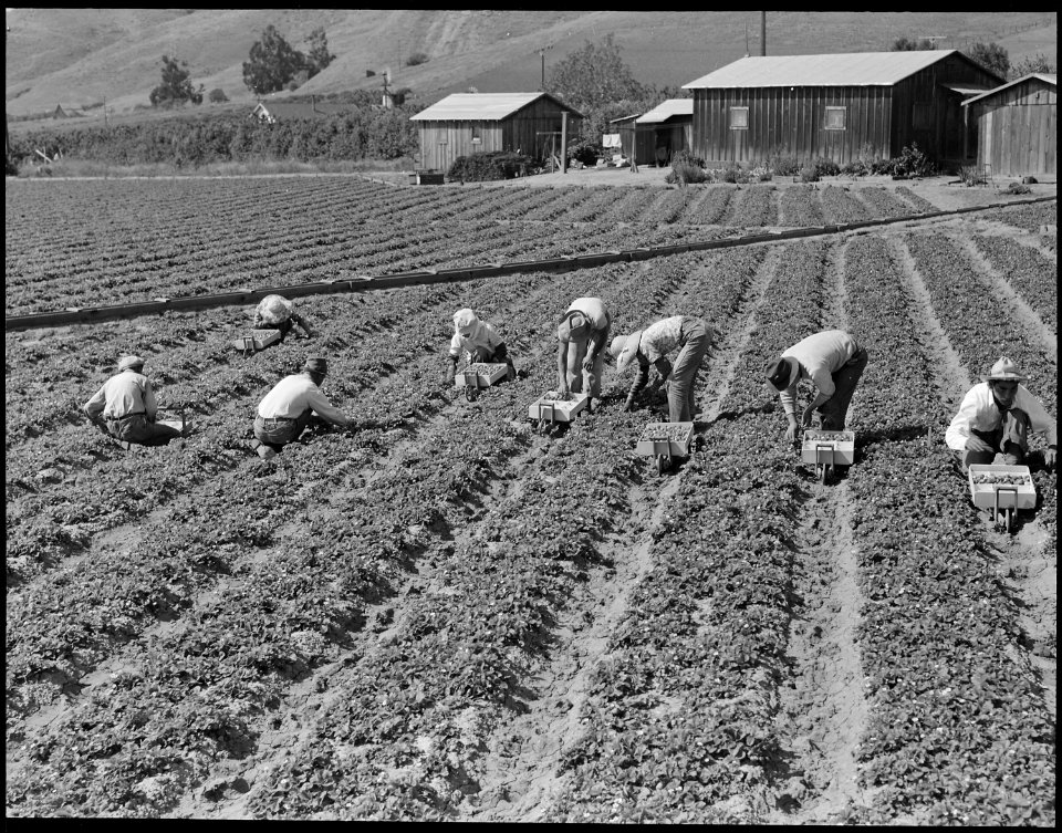 Near Mission San Jose, California. Family of Japanese ancestry laboring in their strawberry field a . . . - NARA - 537838