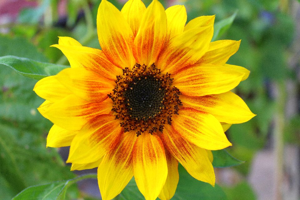 Flowering nature flower