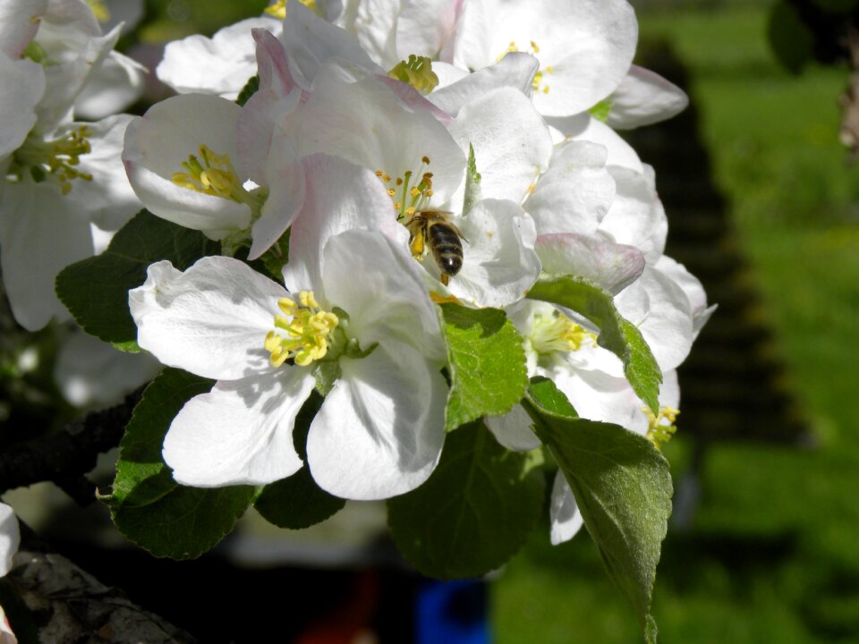 Nature white blossom insect