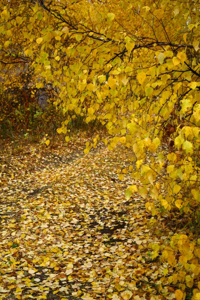 Yellow leaves autumn foliage golden autumn