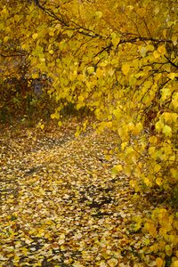 Yellow leaves autumn foliage golden autumn photo
