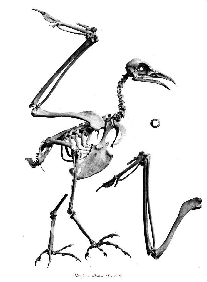 Neophron pileatus 151