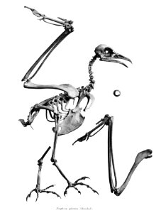 Neophron pileatus 151